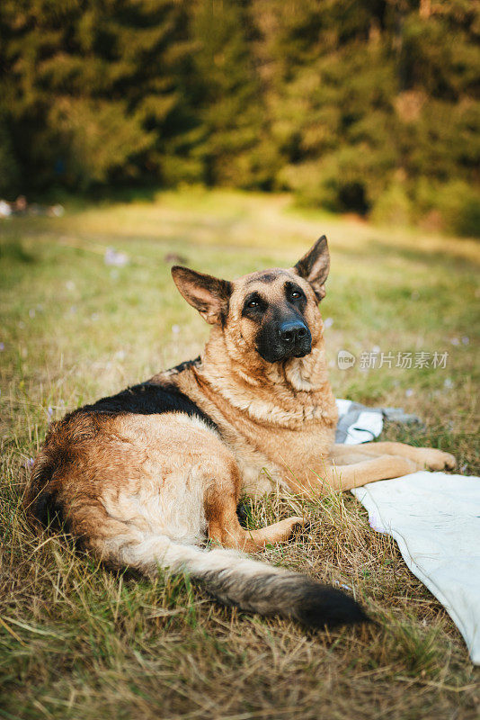 德国牧羊犬