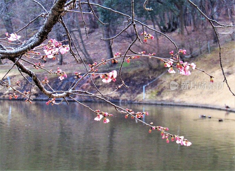 日本。3月。池塘上方的梅花。