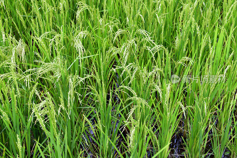 水稻种植——不丹Lobesa山谷被洪水淹没的梯田上的水稻