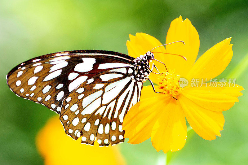 蝴蝶正在喝黄色花朵花粉的汁液。