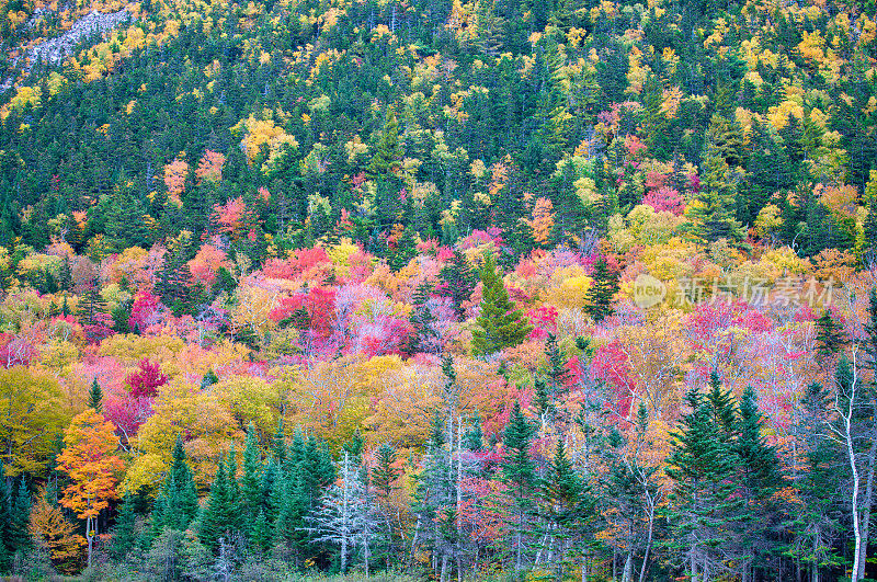 美国。佛蒙特州连绵起伏的丘陵上的秋叶。在新英格兰一个美丽的阳光灿烂的日子里，秋天的巅峰色彩