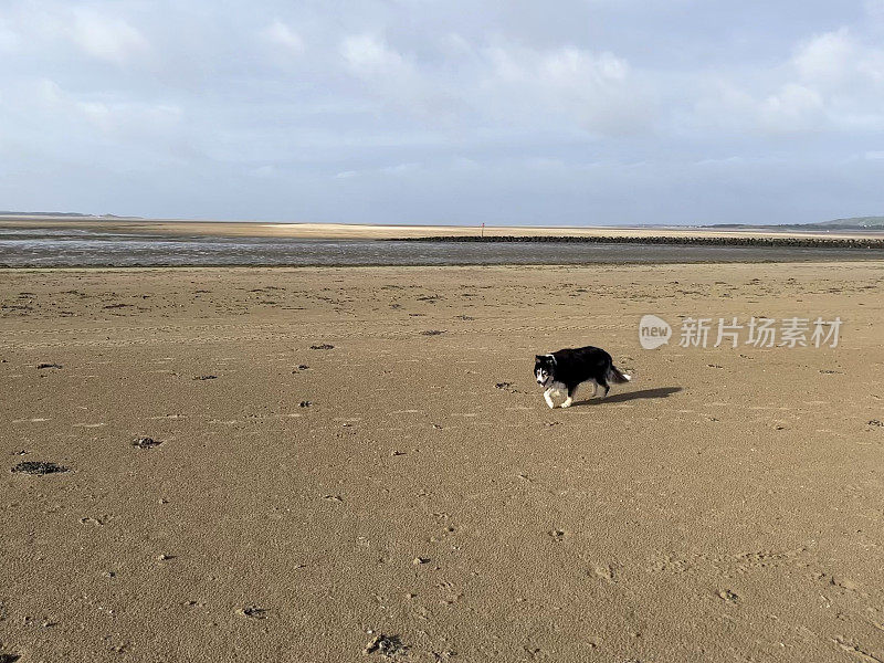 荒凉的威尔士海滩上的边境牧羊犬