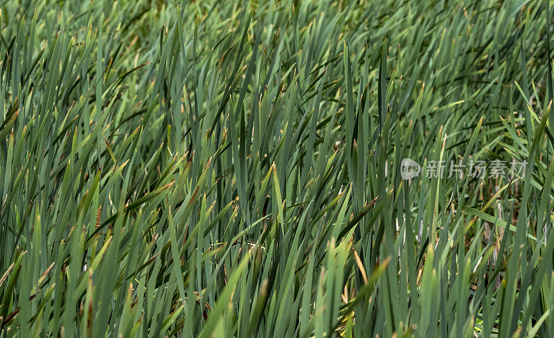 自然保护区的芦苇床