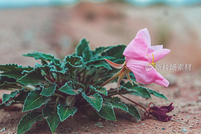 沙漠之花