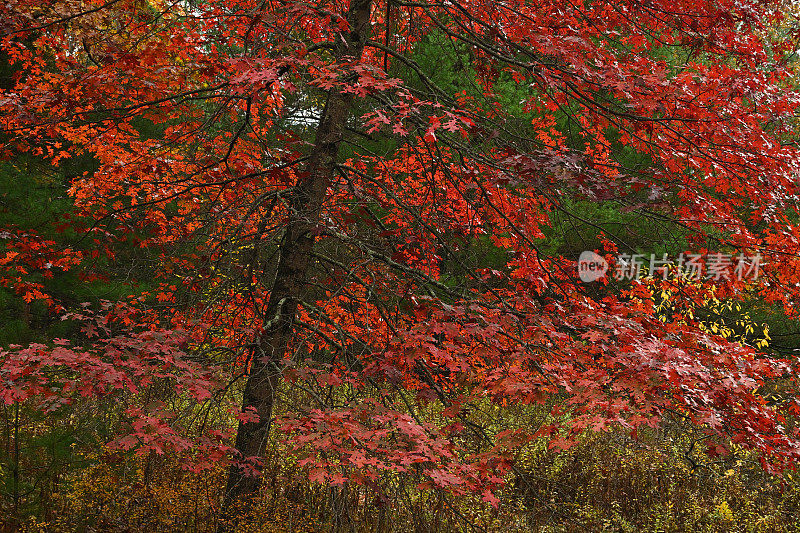 秋天的猩红橡树