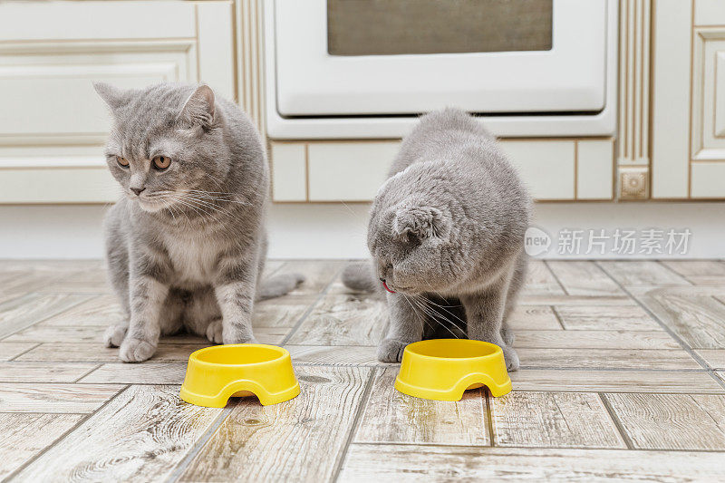 两只灰色的苏格兰猫在厨房里吃着一只黄色猫碗里的食物。