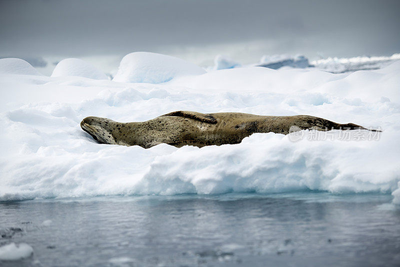 南极弗兰德湾，海豹躺在冰上