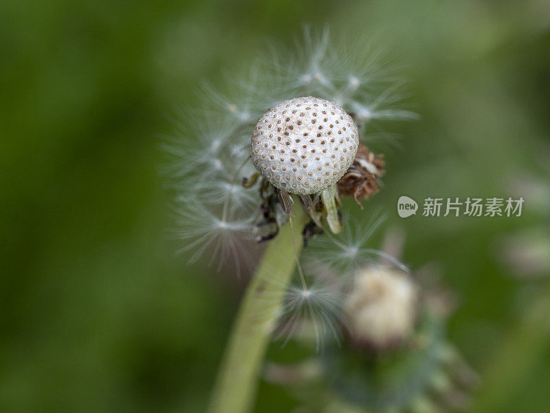 普通蒲公英微距镜头