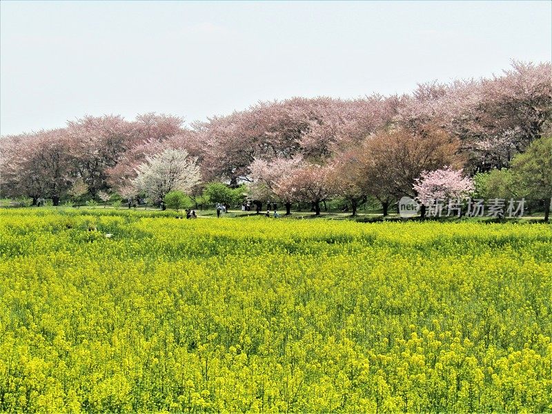 日本。四月初。油菜籽田和樱花盛开的樱花树。