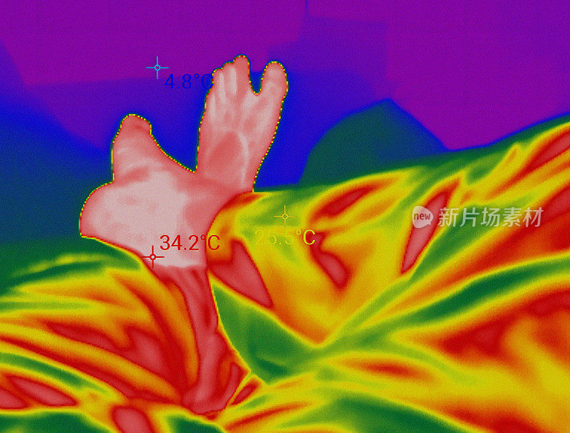 用红外摄像机拍摄人体腿部，显示体温和室温。