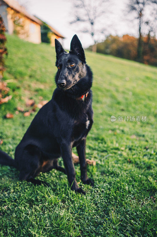 黑色的比利时牧羊犬正在注意看照片