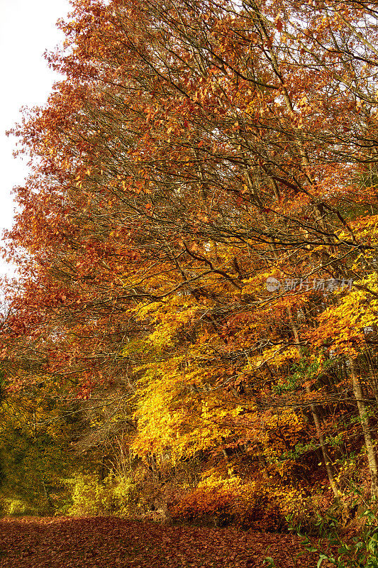 五彩缤纷的秋叶。橙色和黄色的秋叶。秋天的背景。在花园、森林或公园里，有黄橙色叶子的树木的自然秋景。