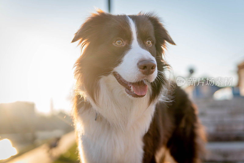 可爱的边境牧羊犬在日落玩耍