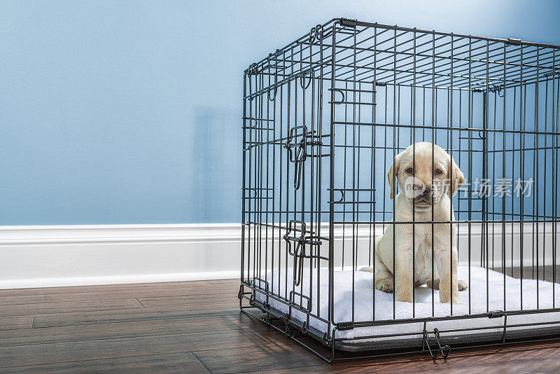 一只黄色的拉布拉多犬在铁丝箱里，带着悲伤的“小狗眼睛”——7周大