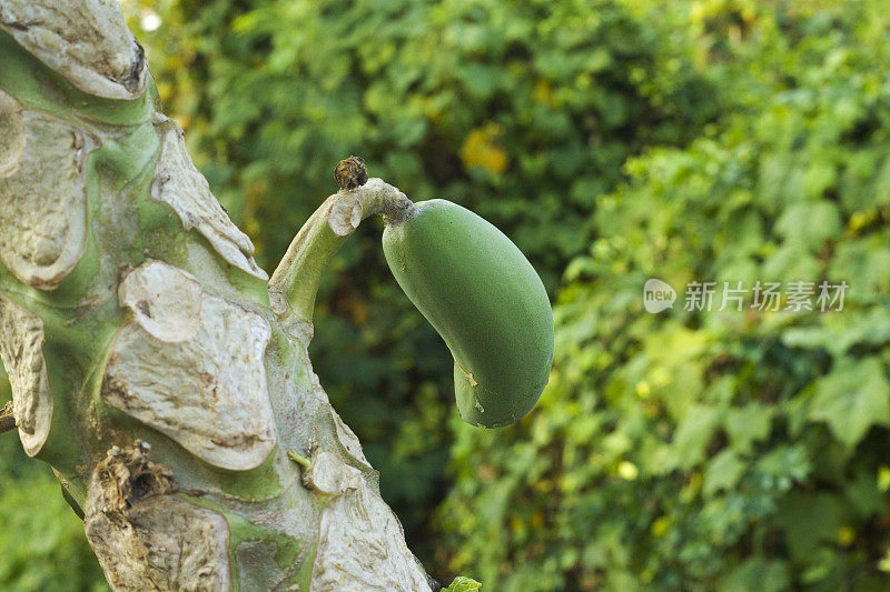 小泰国有机木瓜在树