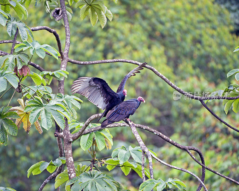 在哥斯达黎加圣胡安娜保护区树梢交配的土耳其秃鹫