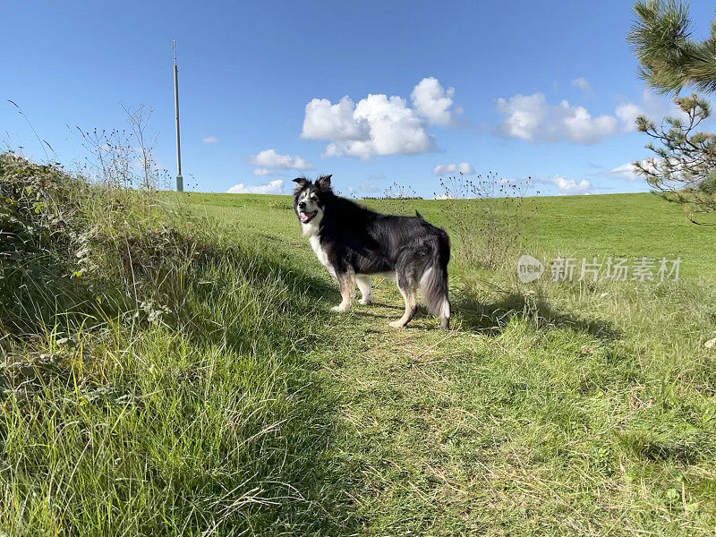 高级边境牧羊犬肖像