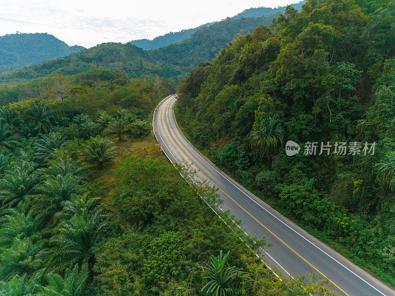 通过棕榈油种植园的道路鸟瞰图