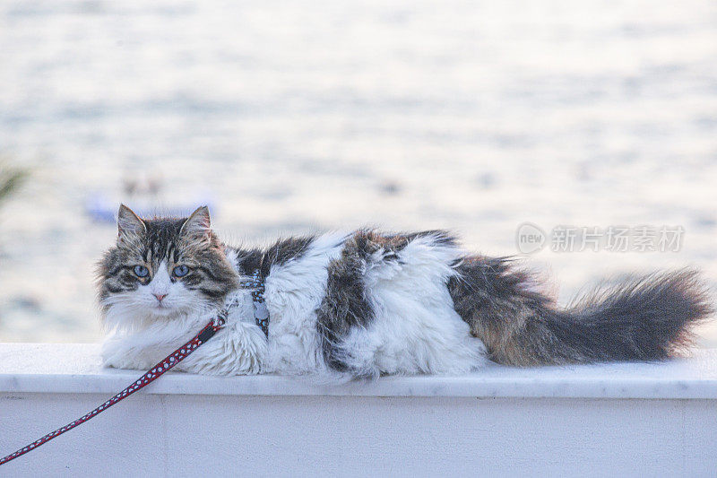 在博德鲁姆穆格拉火鸡的日落时分，蓝眼睛的流浪猫