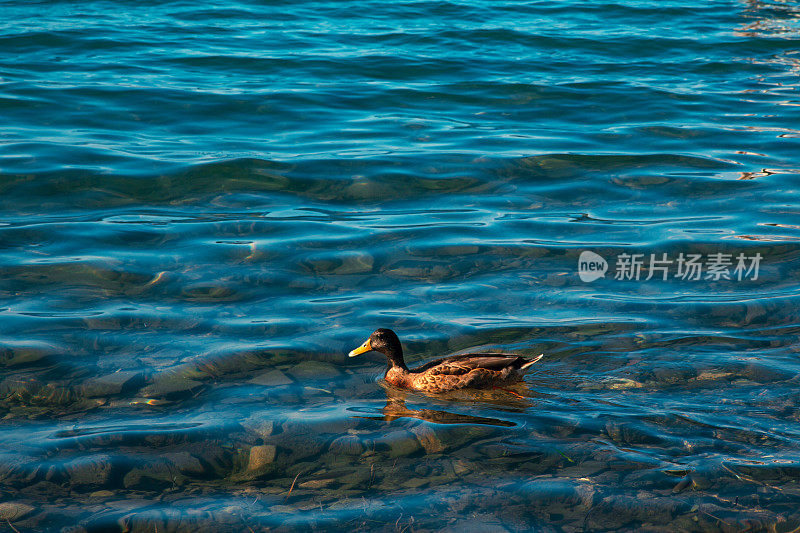 大海里的鸭子。