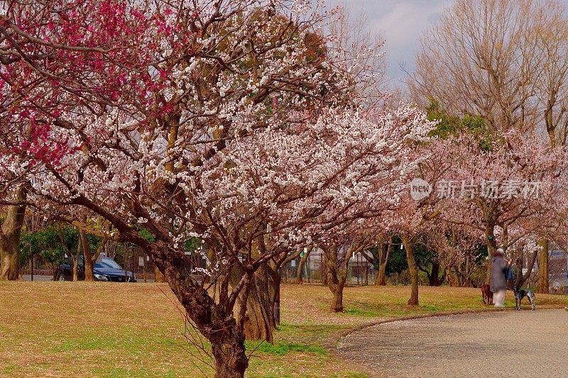 东京，日本公园里盛开的梅花