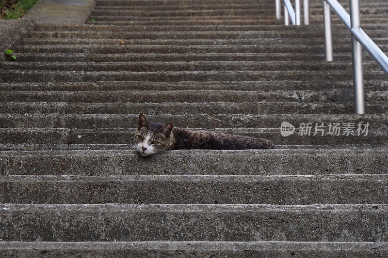 一只猫躺在楼梯上