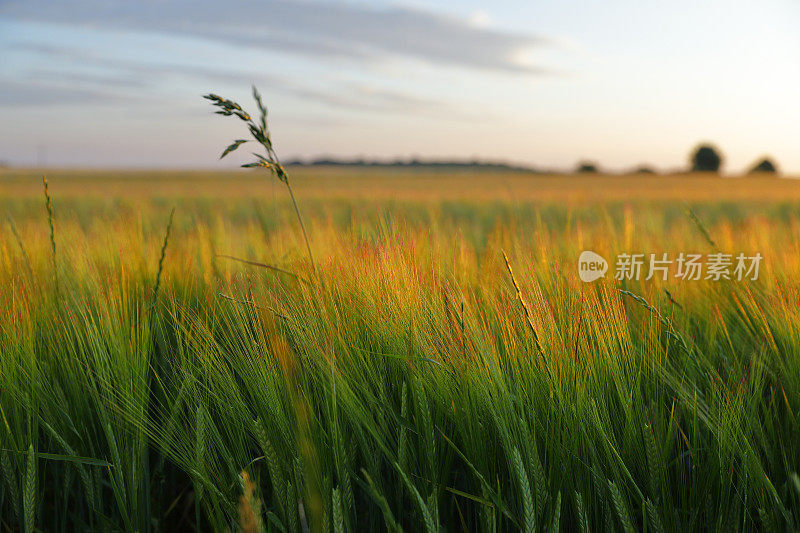 夕阳下的麦田