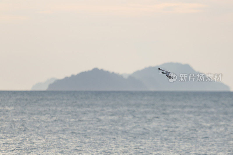 日落时海鸥在海面上对着天空飞行的风景