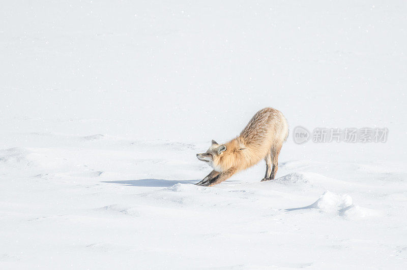 在美国西部的黄石生态系统中，一只红狐狸在午睡后伸展身体