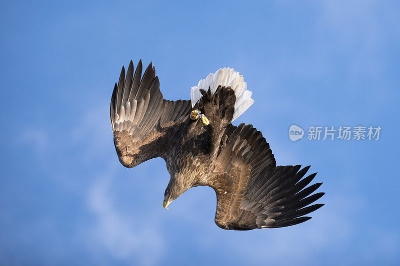 挪威罗浮敦群岛冬季飞行中的海鹰