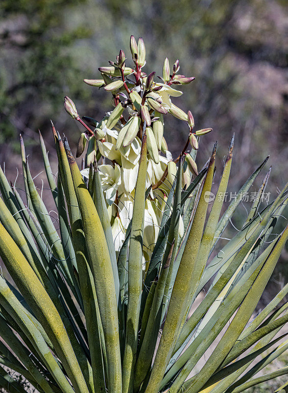巴卡塔丝兰，香蕉丝兰，也被称为西班牙刺刀和阔叶丝兰，是一种常见的丝兰，原产于美国西南部的沙漠。索诺兰沙漠，亚利桑那州。Asparagaceae。