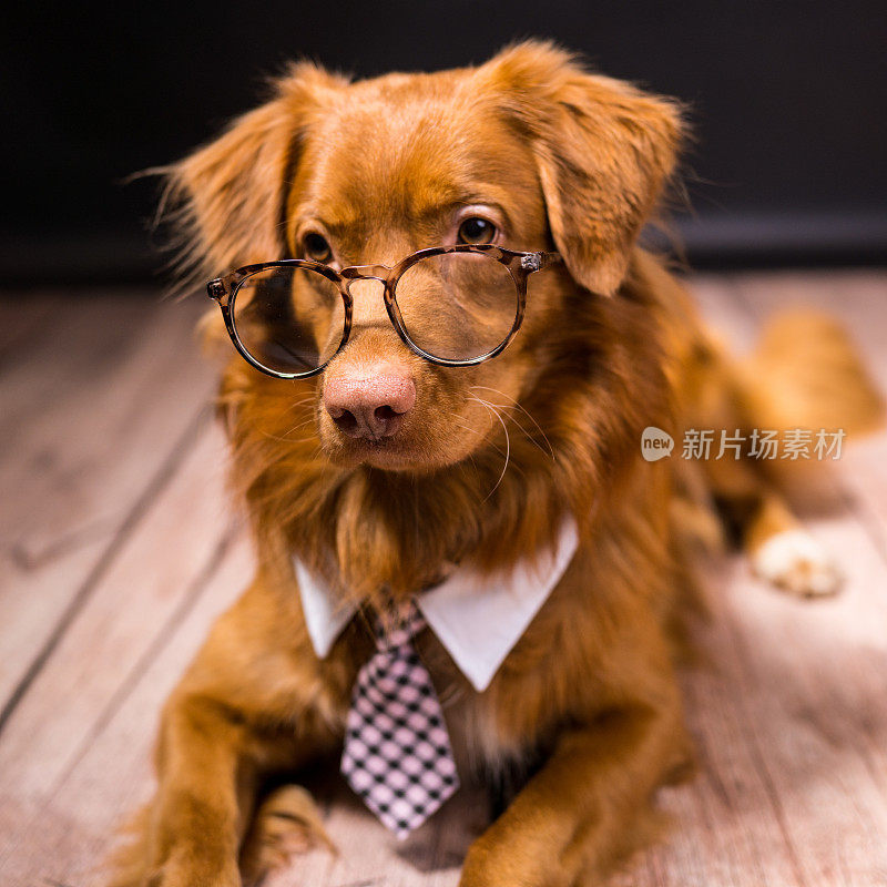黑色背景上一只戴着眼镜打着领带的狗的肖像。这只狗正在摆姿势拍照。