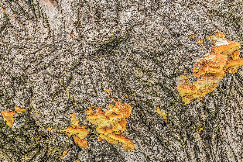 一棵老杨树树干上生长的橙色支架真菌的高分辨率图像
