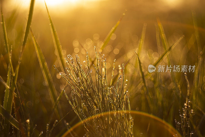 黎明时分，雾蒙蒙的田野里，一片片草叶滴着亮晶晶的水珠。软的焦点。太阳在地平线上的雾中升起。美丽的风景在初夏的清晨。