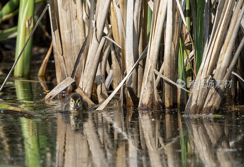 在戈斯福斯公园自然保护区的湖面上，一只潜鸭