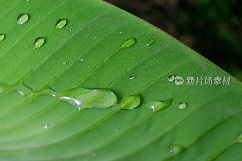 香蕉叶线条与水全帧从雨滴绿色特写细节纹理微距摄影背景