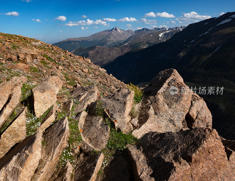 科罗拉多州落基山国家公园的岩石露头和苔原花卉。远处的龙峰。