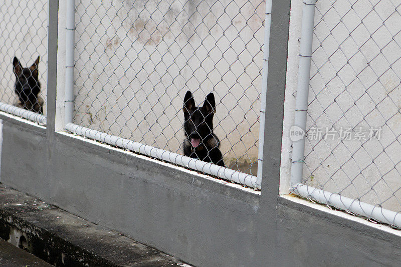 警犬训练