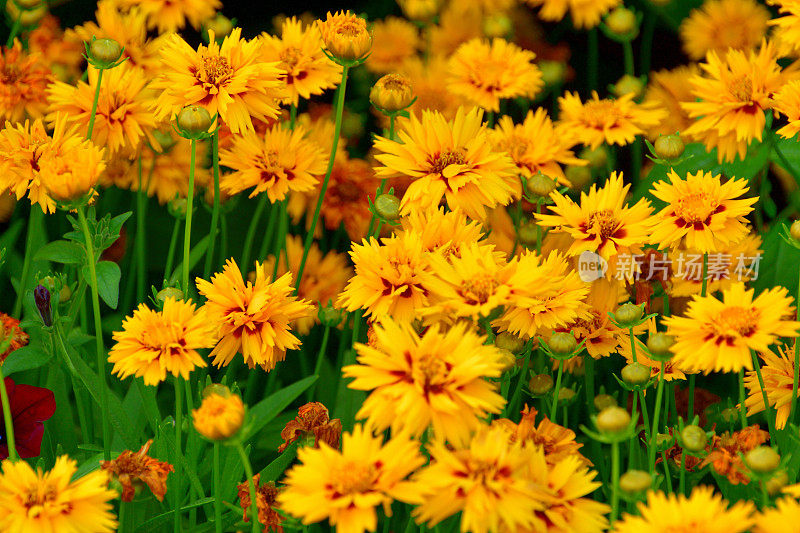 针叶菊:直立的多年生植物，花似雏菊，亮黄色