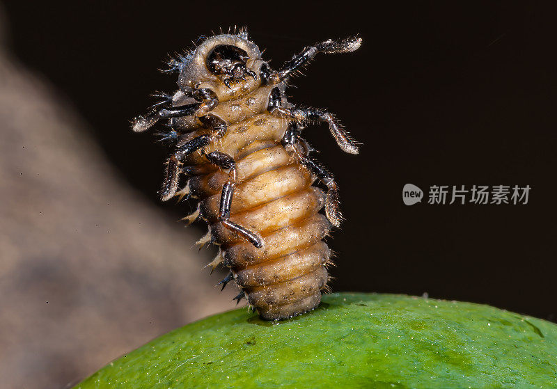 加州圣罗莎的亚洲斑瓢虫幼虫