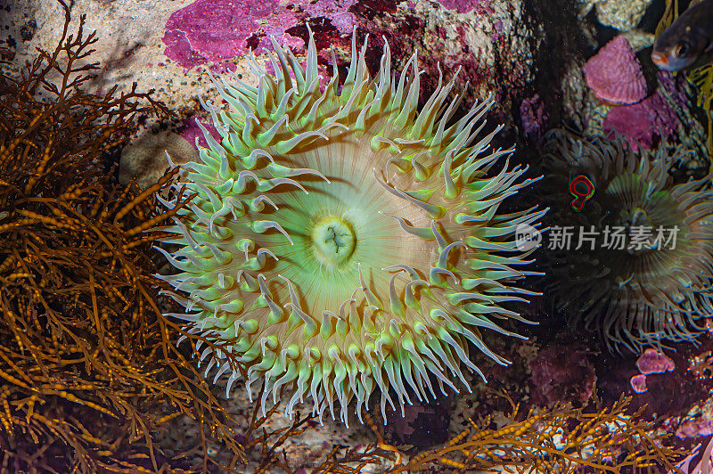 巨型绿海葵是潮间带海葵的一种，属于海葵科。其他常见的名字:绿海葵，巨型绿海葵，绿色海葵，巨型潮汐海葵，