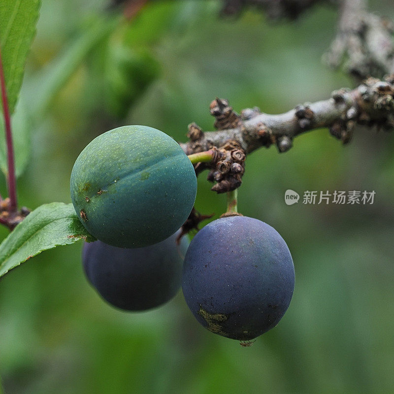 三颗黑栗树的浆果