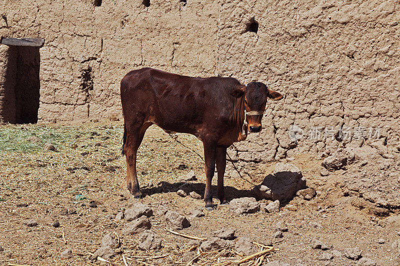 非洲苏丹尼罗河边小村庄里的奶牛