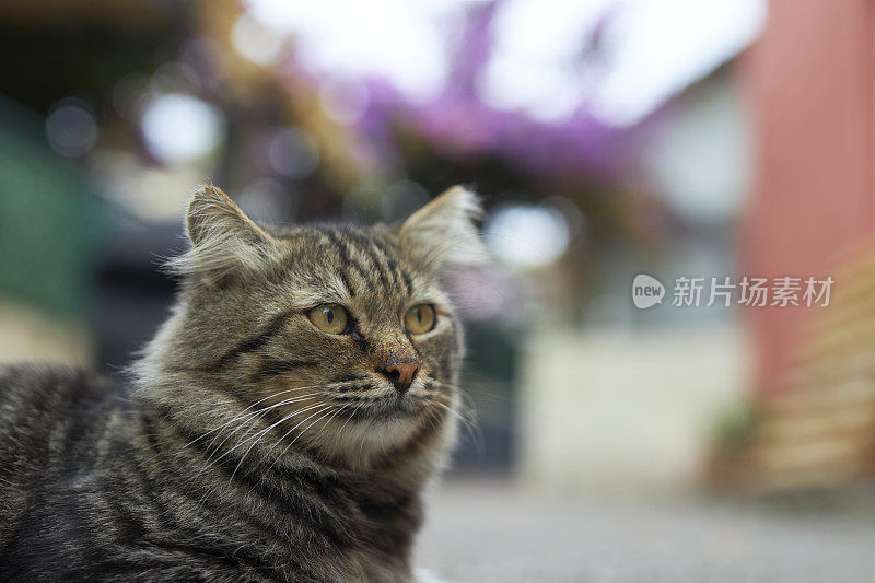 这是一只长着长发和美丽眼睛的流浪虎斑猫的肖像