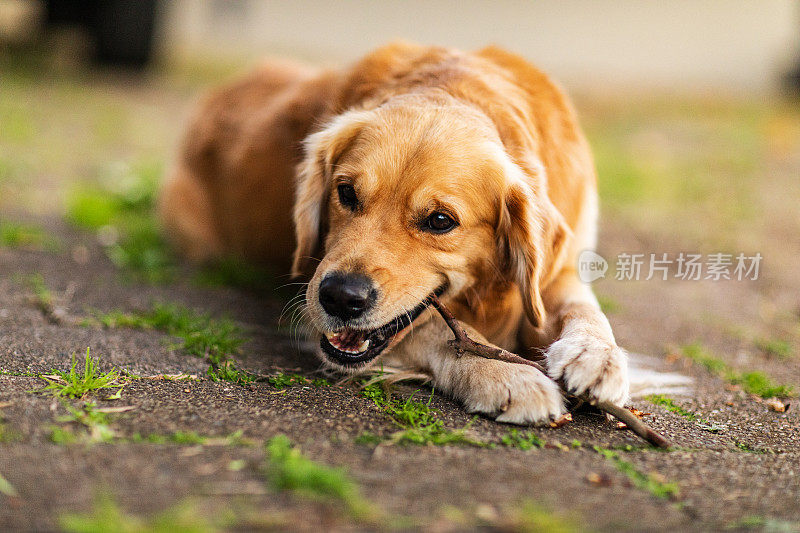 在温暖的午后阳光下，金毛猎犬拿着棍子的肖像。