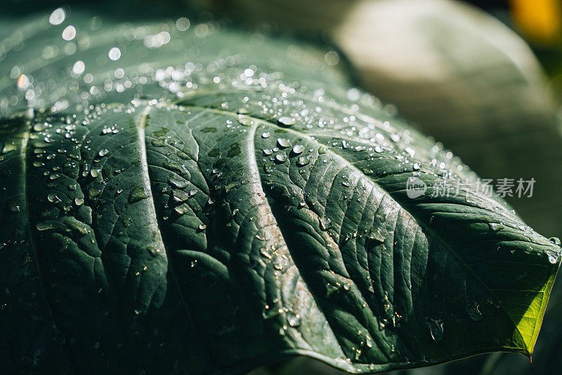 清晨的露珠在阳光下闪闪发光。美丽的露珠透明的雨水在一片绿叶上宏观。大自然中美丽的叶子纹理。自然背景。