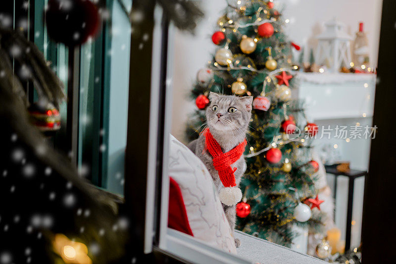 寒假在家开圣诞晚会。猫打扮起来看着窗外的雪