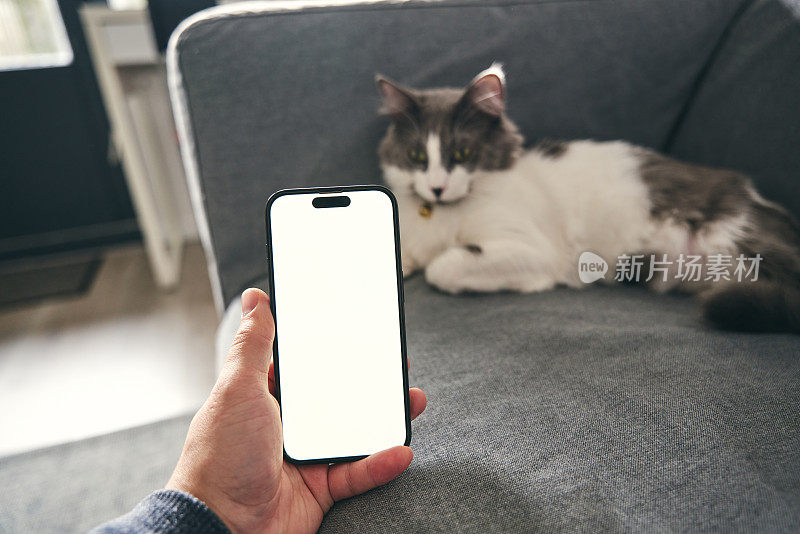 智能手机和宠物灰猫