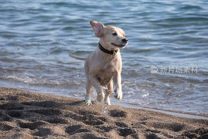 快乐的金毛猎犬在海里游泳