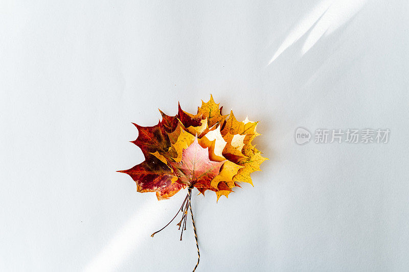 秋天的枫叶系着绳子飞了起来。极简的秋天构图，明亮的枫叶汇聚成一束。